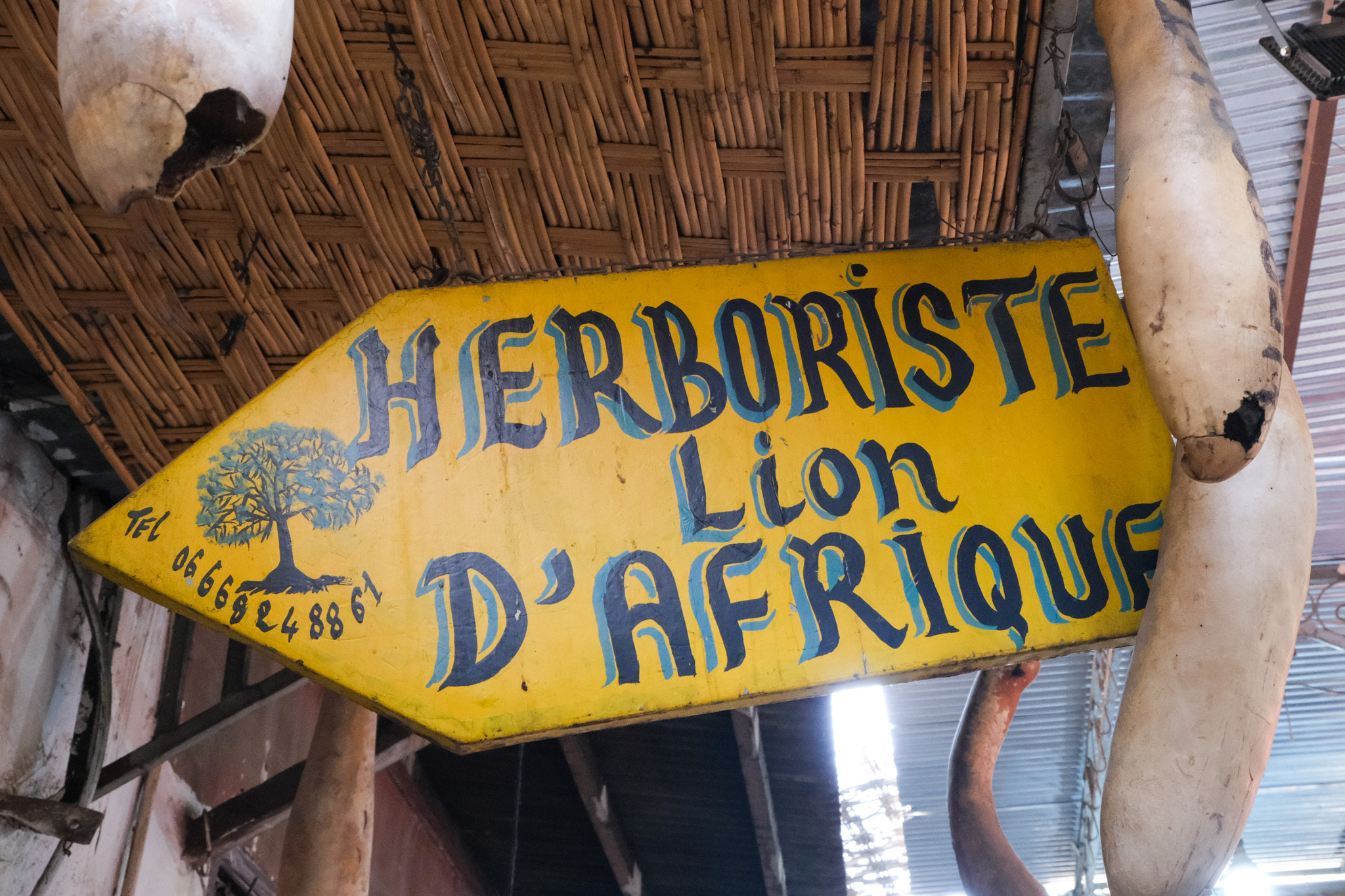 Herboriste Lion D’Afrique