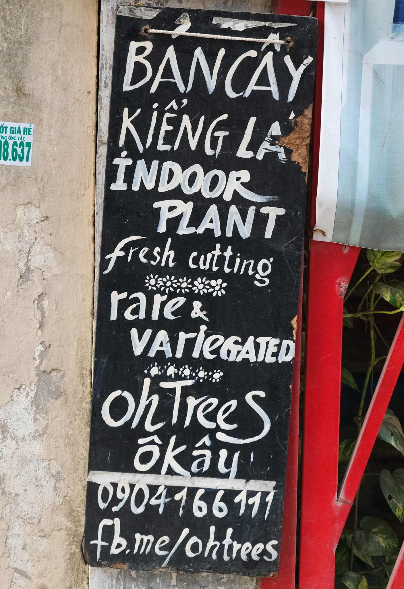 Bán Cây Kiểng Là Indoor Plant