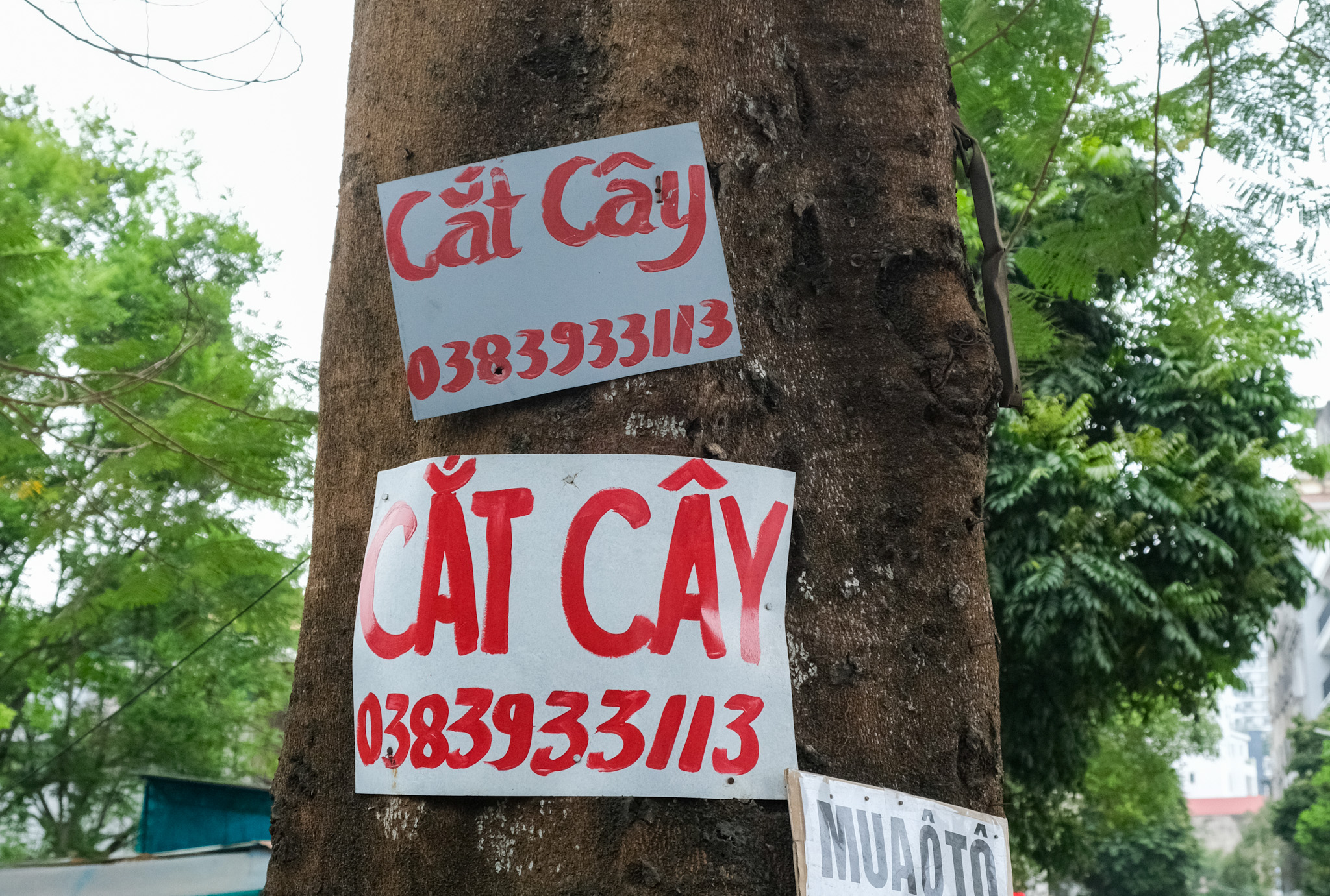 Cắt Cây