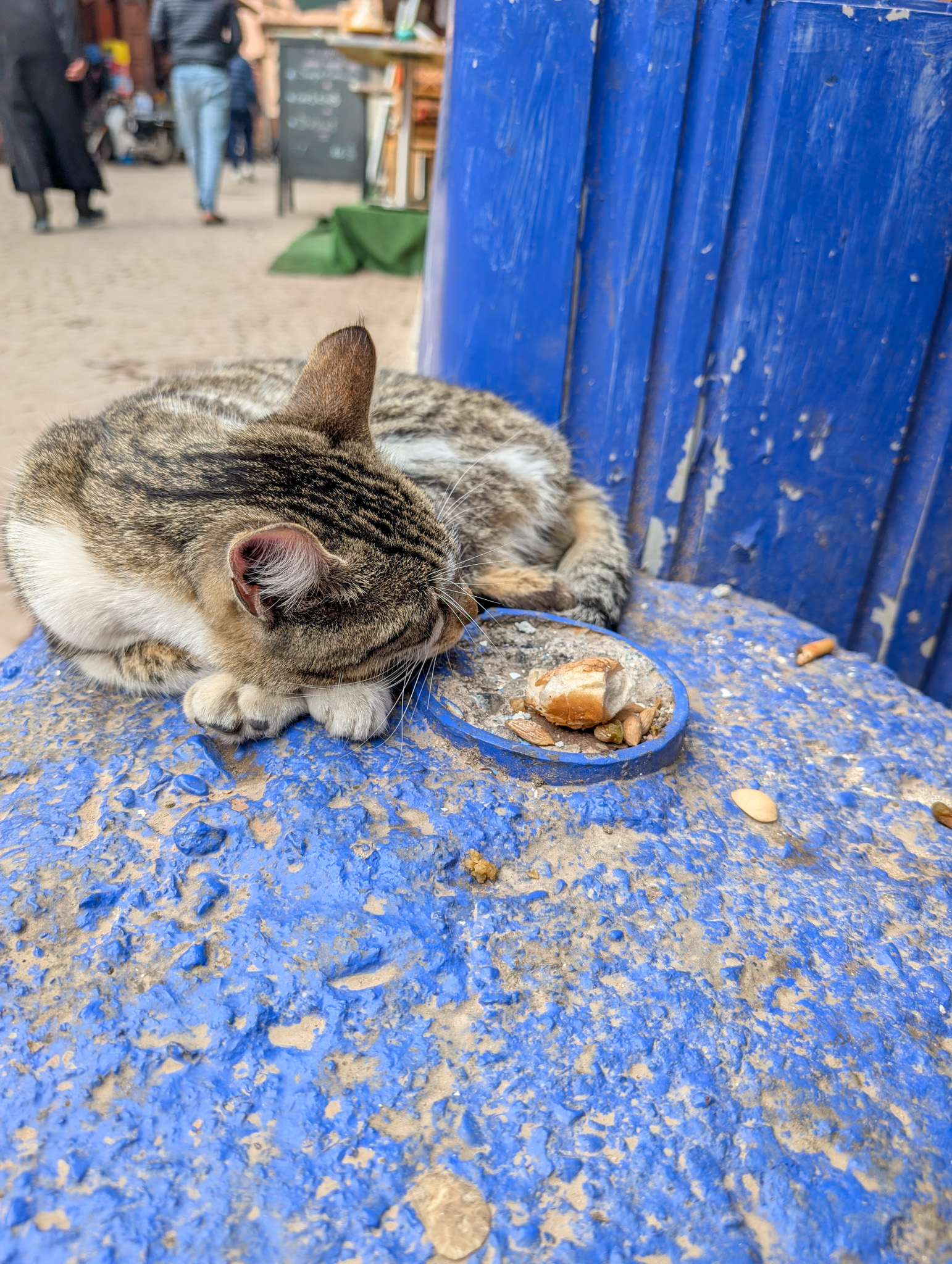 Cat sleeping in Morocco